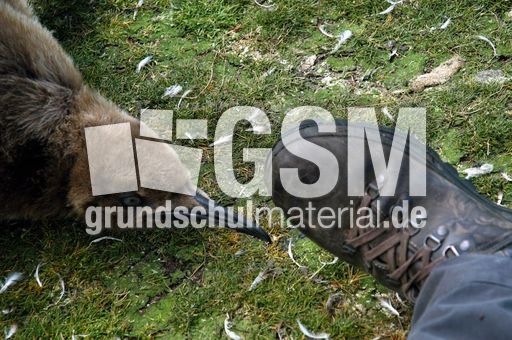 Königspinguin (84 von 84).jpg